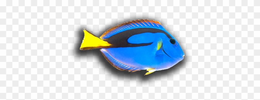 Blue Freshwater Fish - Coral Reef Fish #1662630