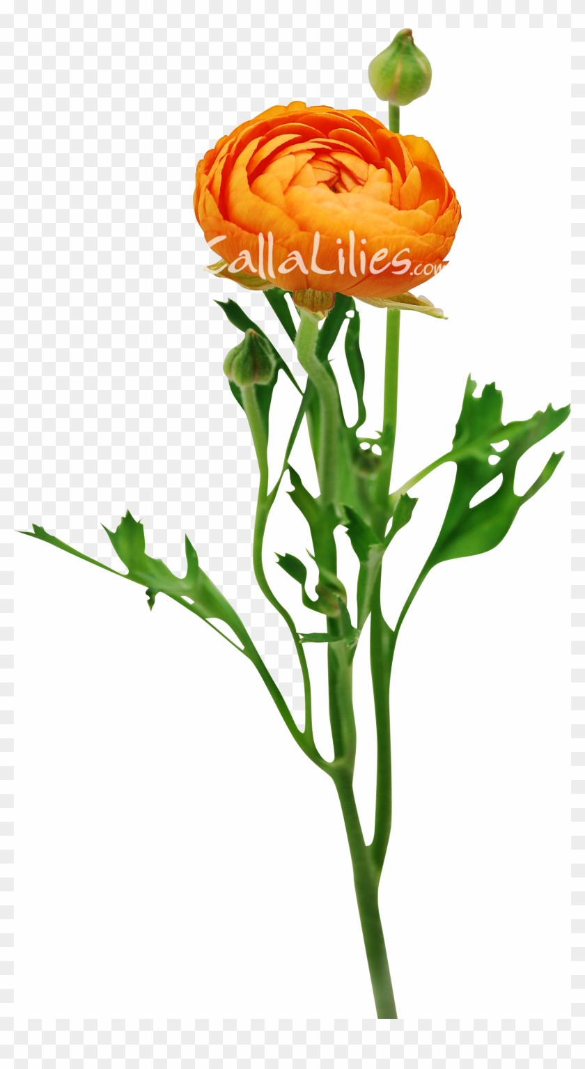 Wedding Flowers - Orange Ranunculus - « - Ranunculus Orange #1663005