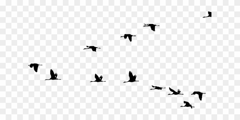 Animals, Birds, Cranes, Flying - Flying Cranes Silhouette #1664213