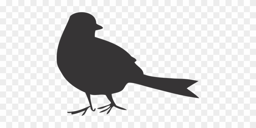 Bird, Shape, Black - Silhouette #1664222