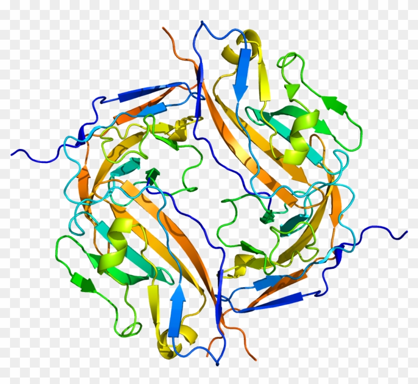 Cd47 Protein #1664304