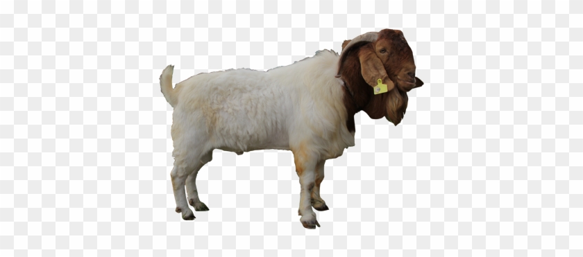 Clipart Images - Kambing Psd #1665450