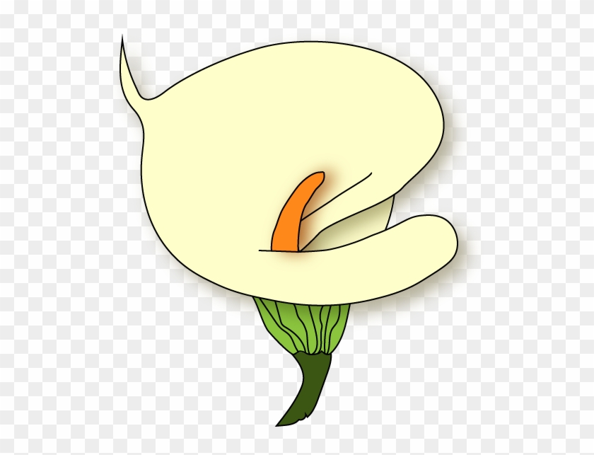 Calla Lily - Illustration #1665774