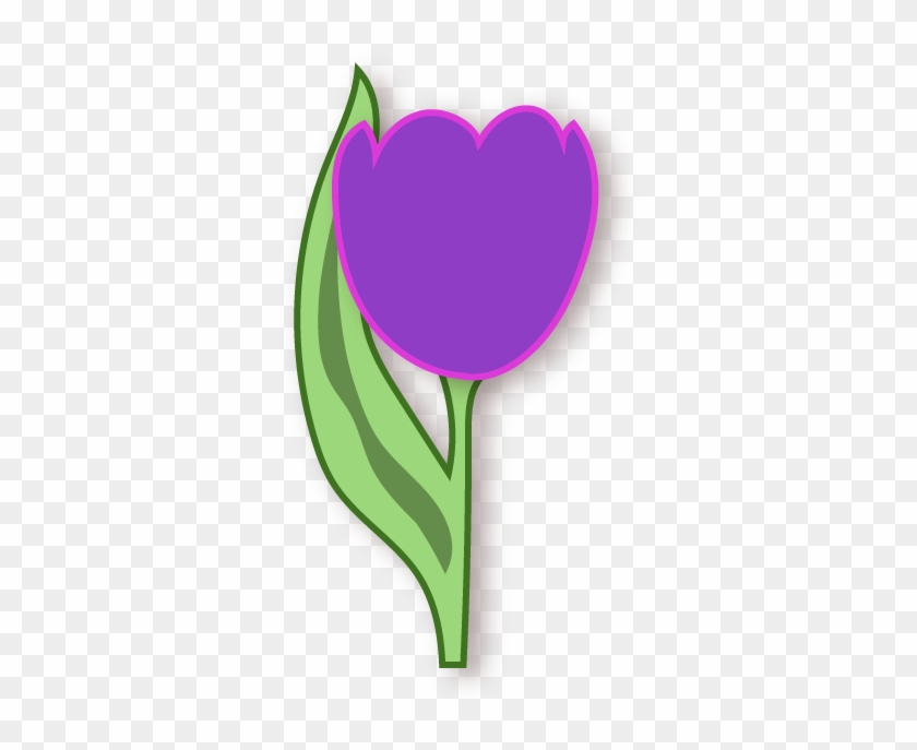 Purple Tulip - Tulipa Humilis #1665779