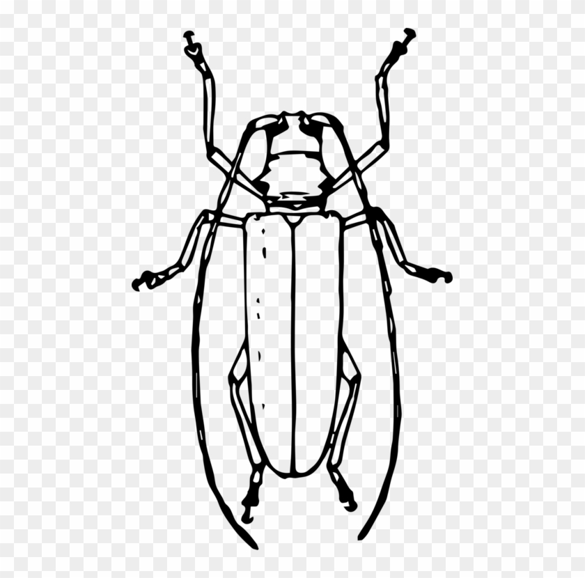 Longhorn Beetle Drawing Volkswagen Beetle Ladybird - Emerald Ash Borer Drawing #1666962