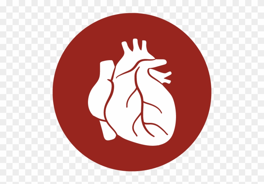 Heart Ready For Use - Heart Organ Icon Png #1667109