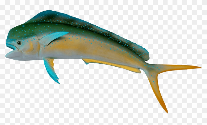 Download Fish Png Images Background - Fish #1667463