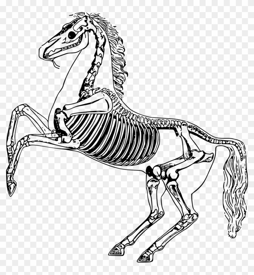 What Is Equine Conformation And How To Use It - Cartoon Horse Skeleton #1667669