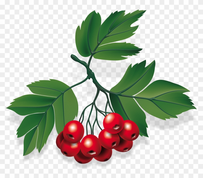 Berry Red Leaves Berries - Bayas Png #1667694