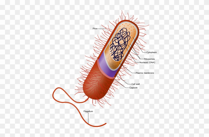A Prokaryotic Bacteria Cell - Bacteria Animal #1668018