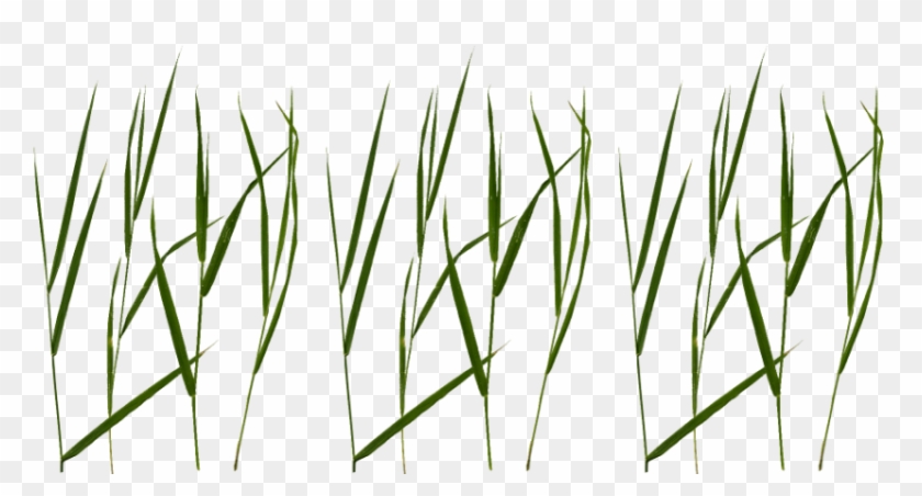 Free Png Download Grass Blade Texture Png Images Background - Grass Blade Texture Png #1668630