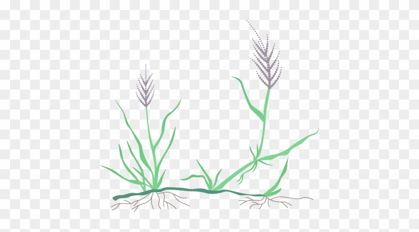 Some Facts About Buffalo Grass - Purple Needle Grass Drawing #1668640