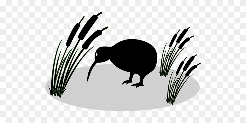 Anonymous, Bird, Kiwi, Plant, Reed - Kiwi Bird Vector Png #1668767