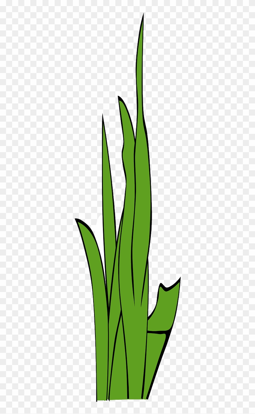 Stylised Tree Free Graphics Blades Of Grassgrassweedgramineous - Gambar Animasi Rumput Laut #1669026