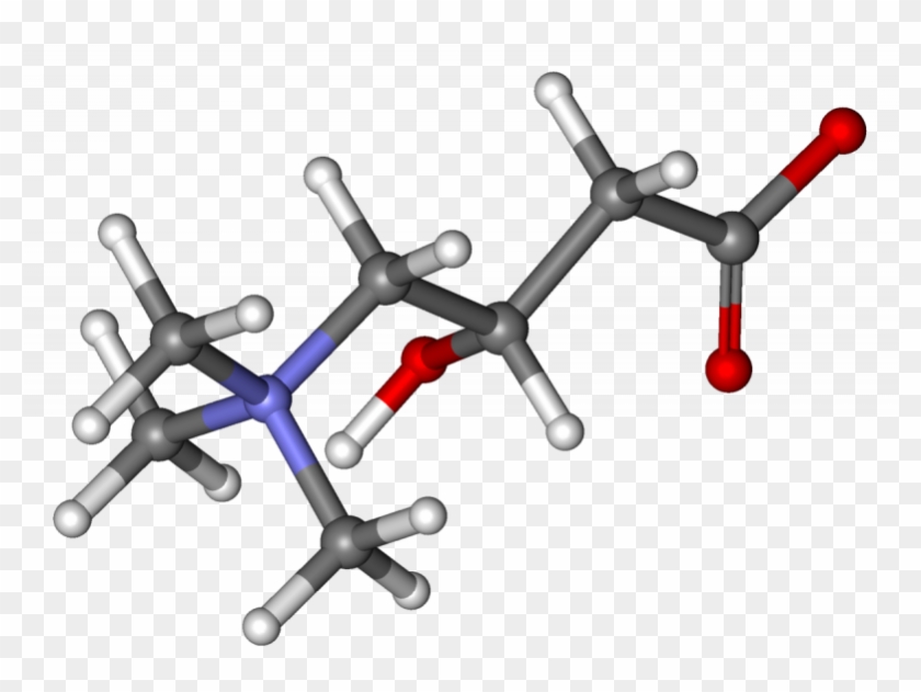 Marina Vladivostok - Acetyl L Carnitine Antioxidant Pathways #1669367