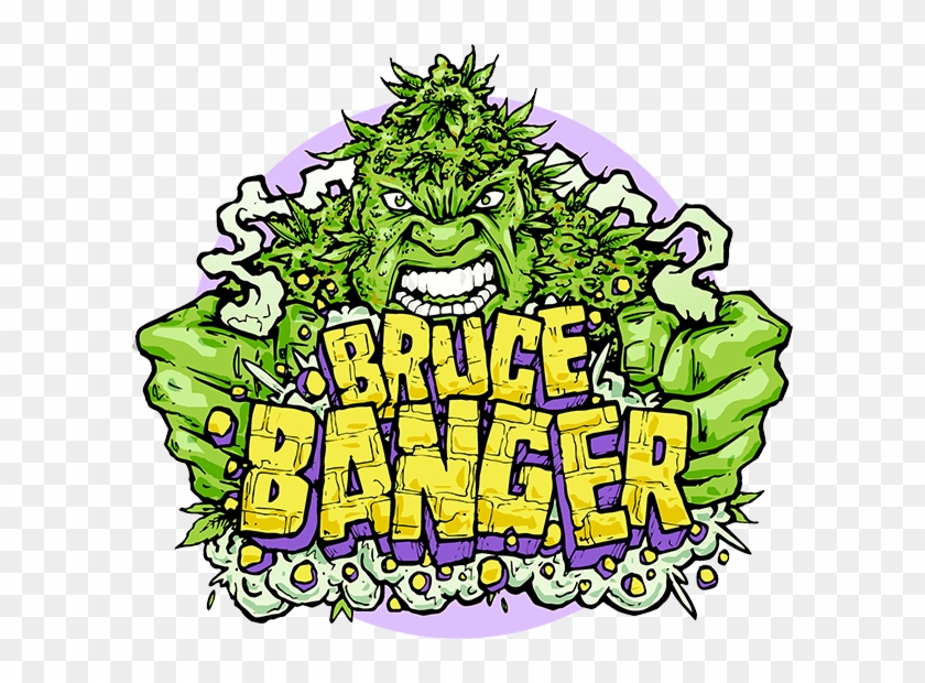 Buy Bruce Banger Regular Seeds From Seedsman Ⓒ - Illustration #1669410