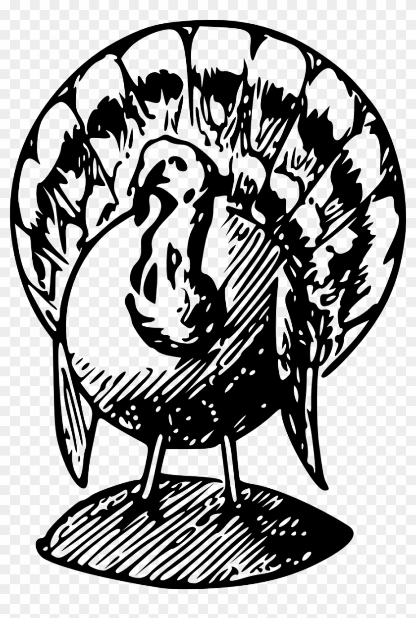 Vacation Poultry Thanksgiving Tradit - Turkey Black And White Clipart #1669706