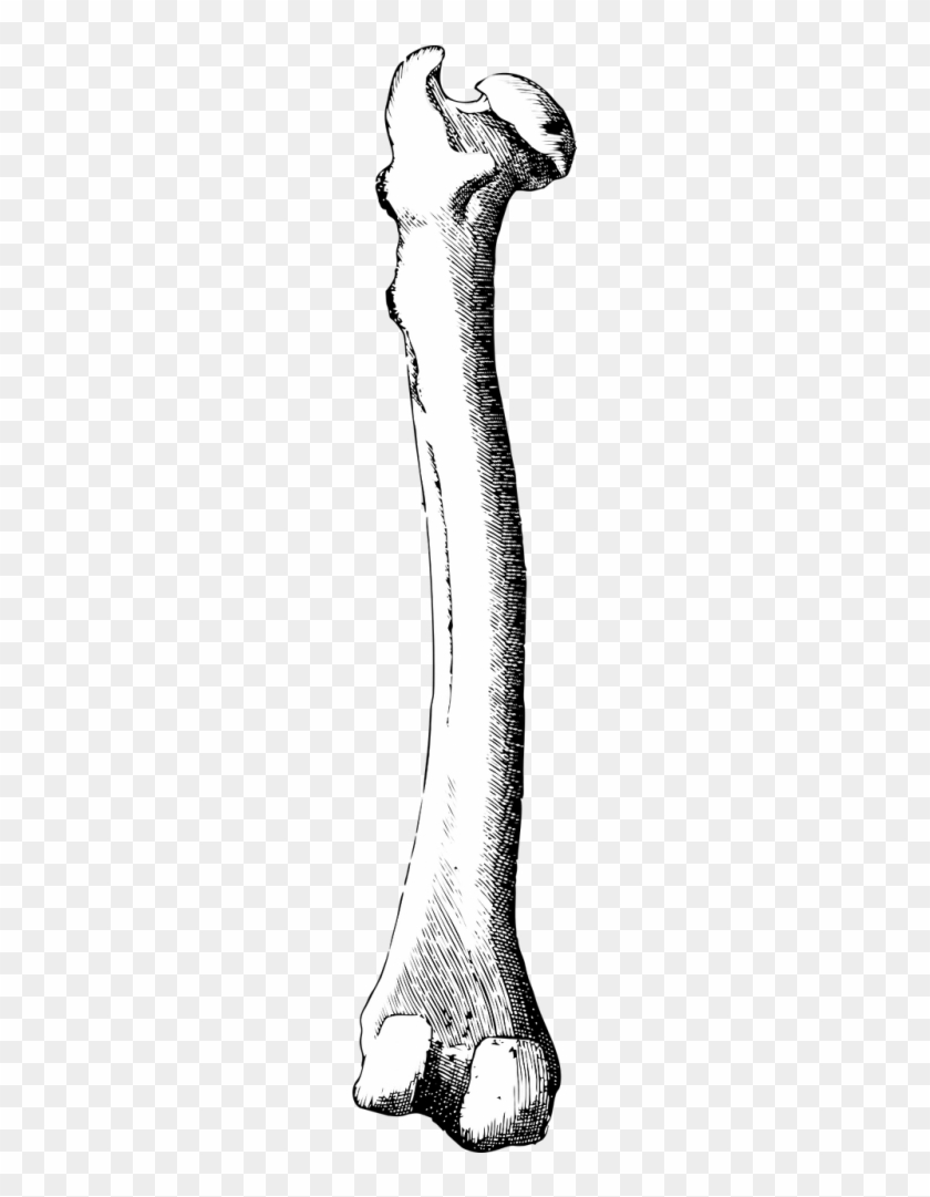 Bone,leg - Bone #1670421