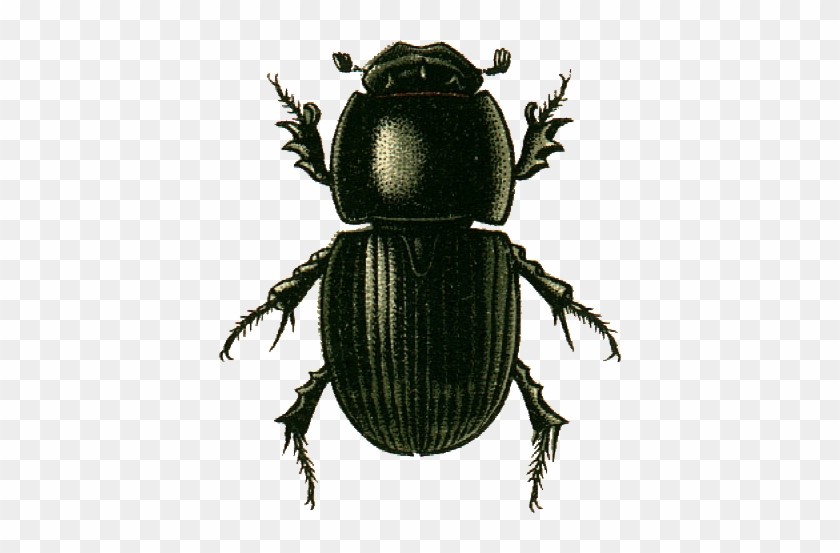 Dung Beetle Png Pluspng - Dung Beetle #1671144
