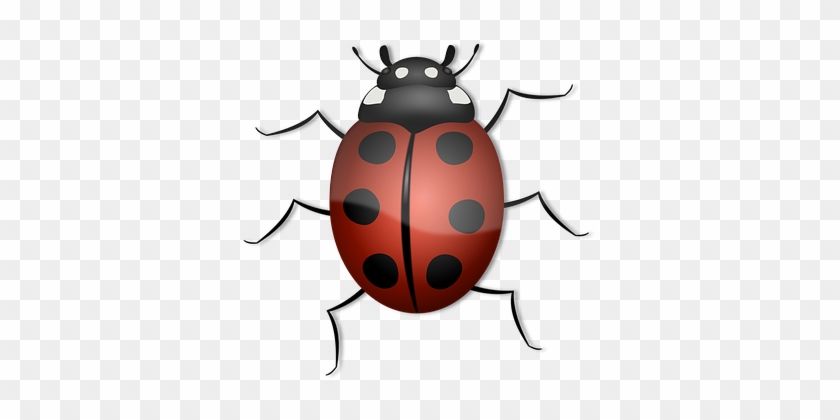 Ladybug, Animal, Beetle, Bug, Insect - Animals With 6 Or More Legs - Free  Transparent PNG Clipart Images Download