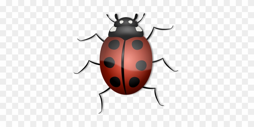 Ladybug, Animal, Beetle, Bug, Insect - Animals With 6 Or More Legs #1671145