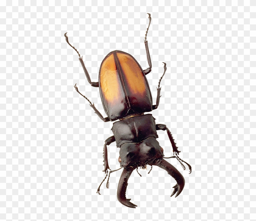 Clip Art Images - Beetle Png #1671152