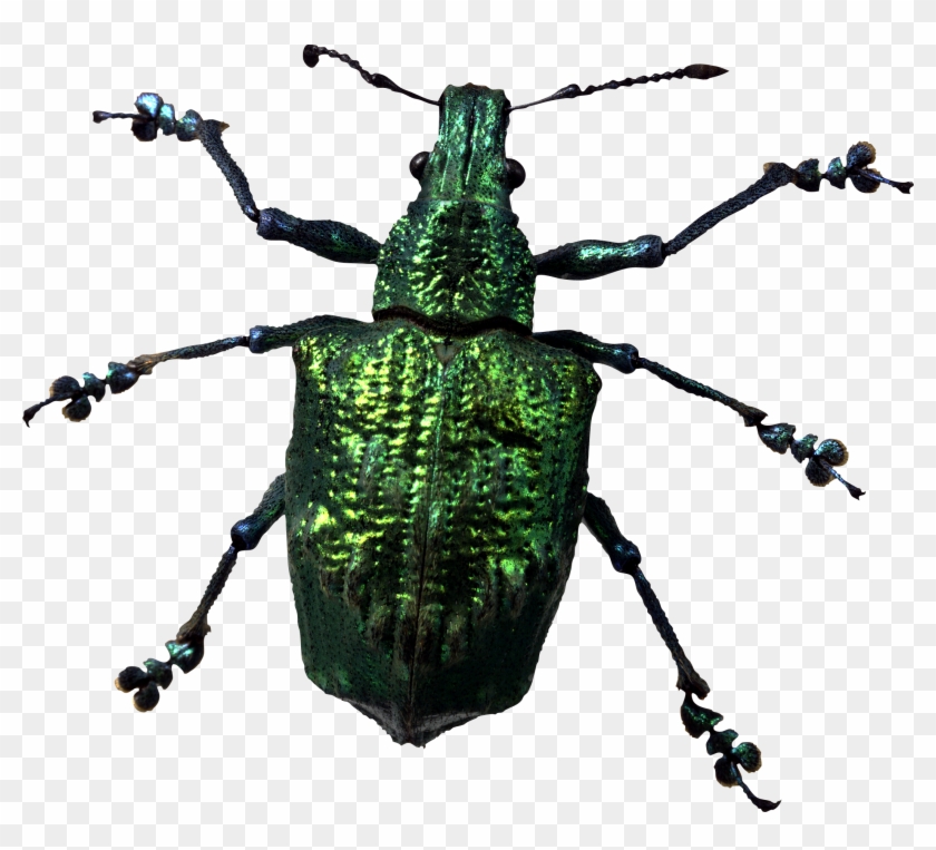 Png Insects And Bugs - Insect Png #1671183