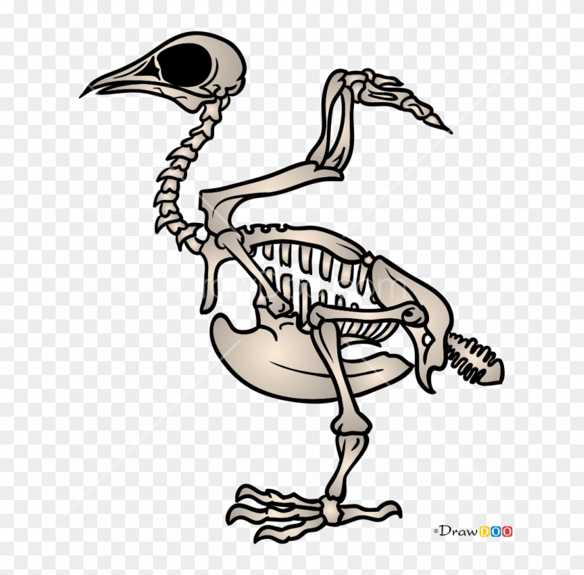 665 X 748 2 - Bird Skeletons #1671276