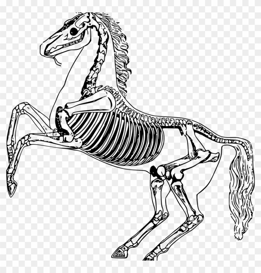 1200 X 1200 1 0 - Cartoon Horse Skeleton #1671287