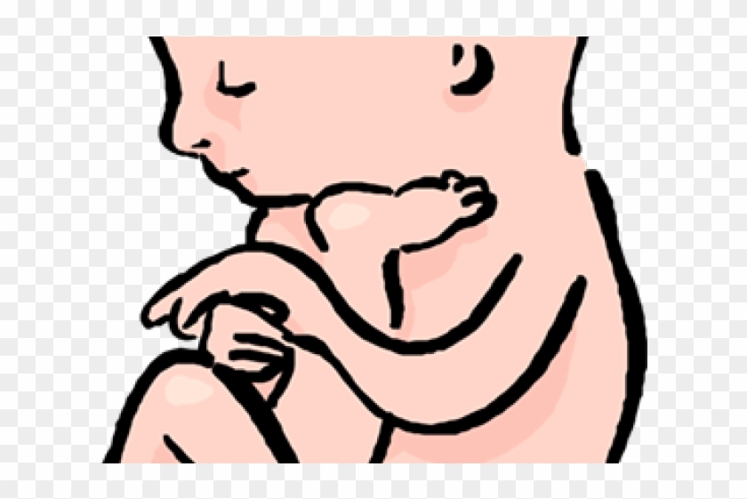 Womb Clipart Transparent - Womb Clipart Transparent #1672508