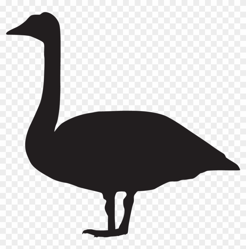 Tundra Swan - Mute Swan Black And White #1673368