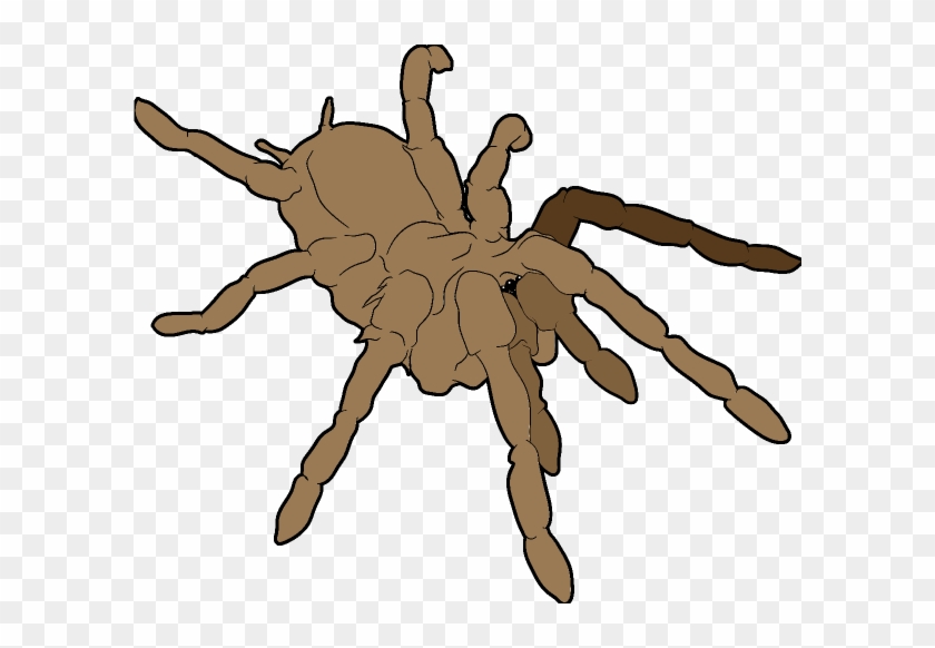 Tarantula #1673602