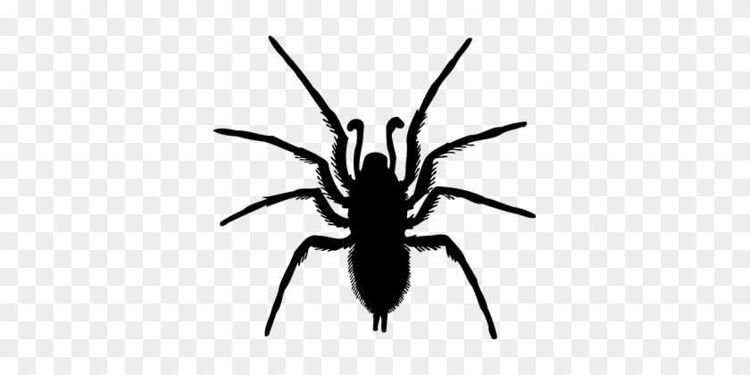 Animal, Arachnid, Arthropod, Silhouette - Spider Drawing Transparent #1673611
