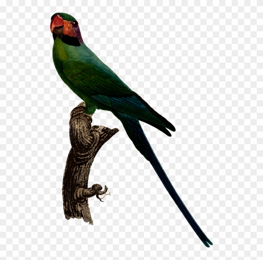 Budgerigar Parrot Bird Illustrations Parakeet - Psittacula Longicauda #1673687