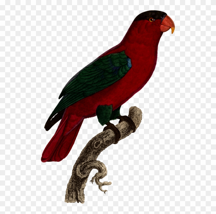 Parrot Lovebird Budgerigar Parakeet - Parakeet #1673690