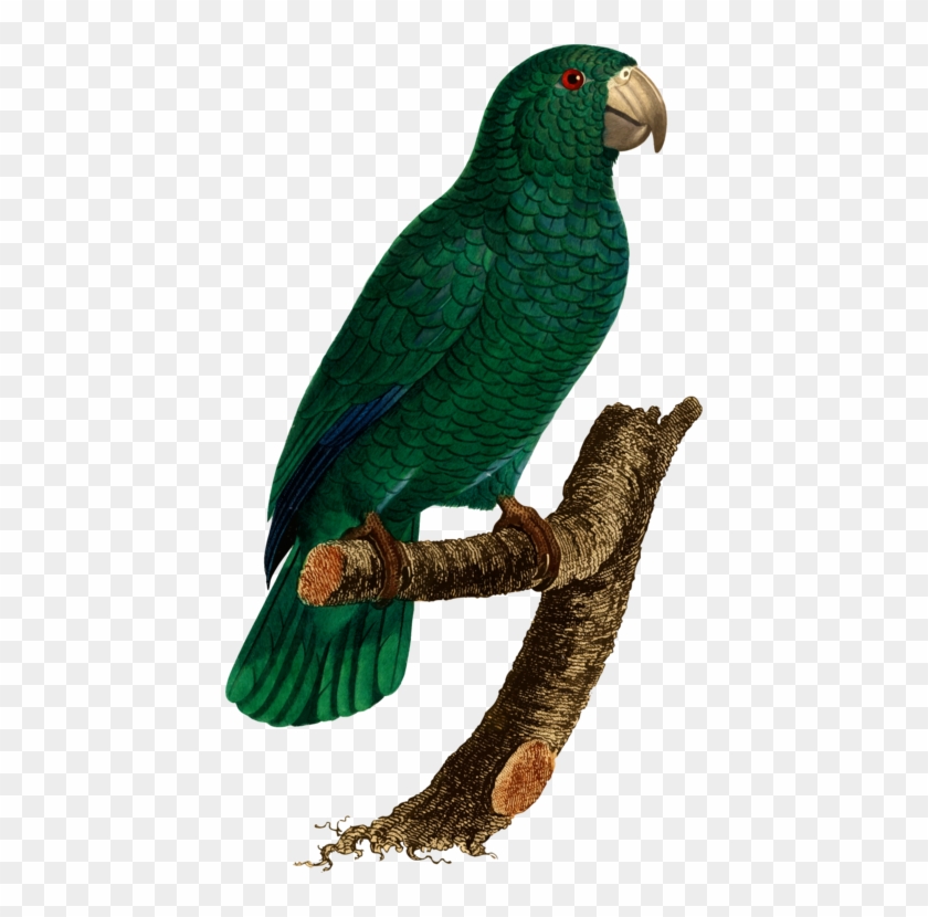 Budgerigar Lovebird Loriini Macaw - Parakeet #1673693
