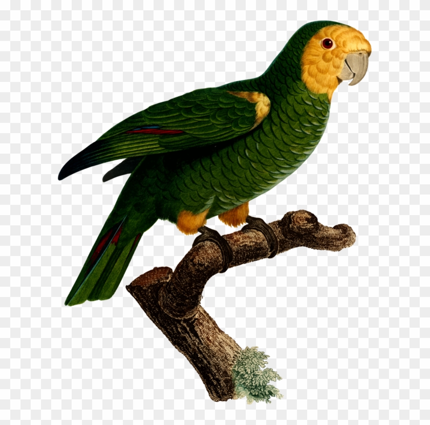 Budgerigar Parrot Macaw Art Bird - Parrot #1673695