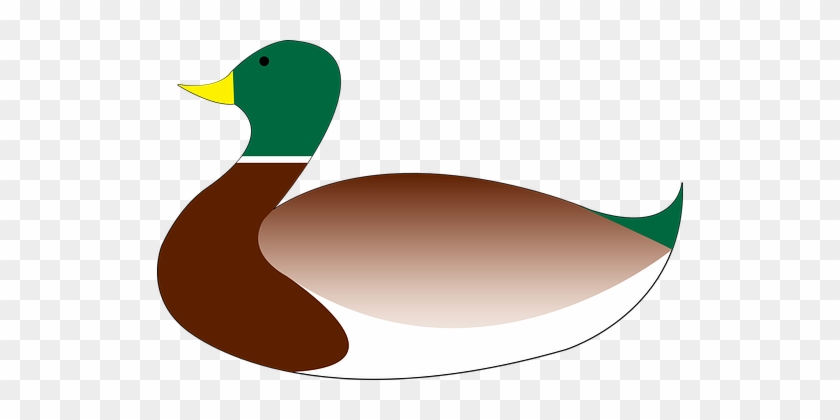 Mallard, Duck, Bird, Waterfowl, Swim - Patos Nadando Png #1673825