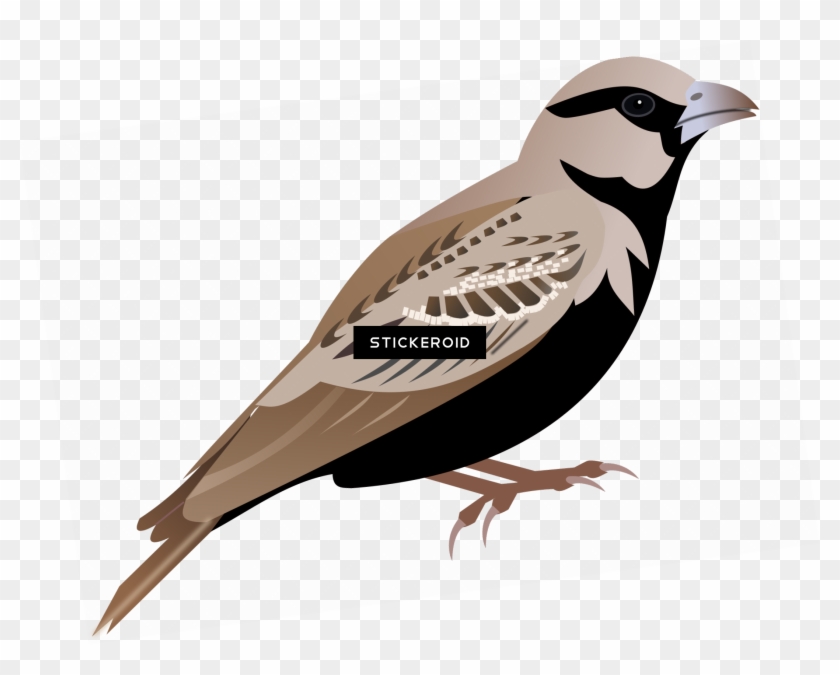 Sparrow Animals - Clip Art #1673832