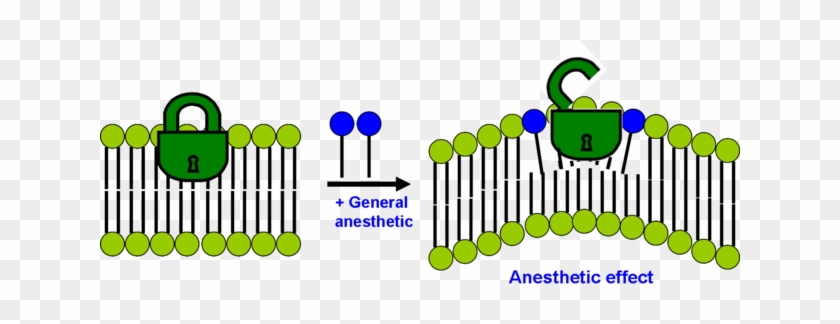 320 × 149 Pixels - Mechanism Of Action #1673927