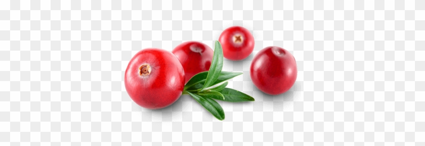 Cranberry - Cranberry Transparent #1674142