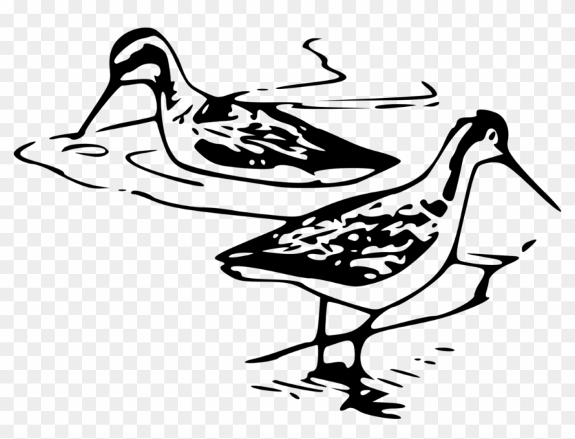 Wader Shorebirds Line Art Black And White - Shore Bird Clip Art #1674589
