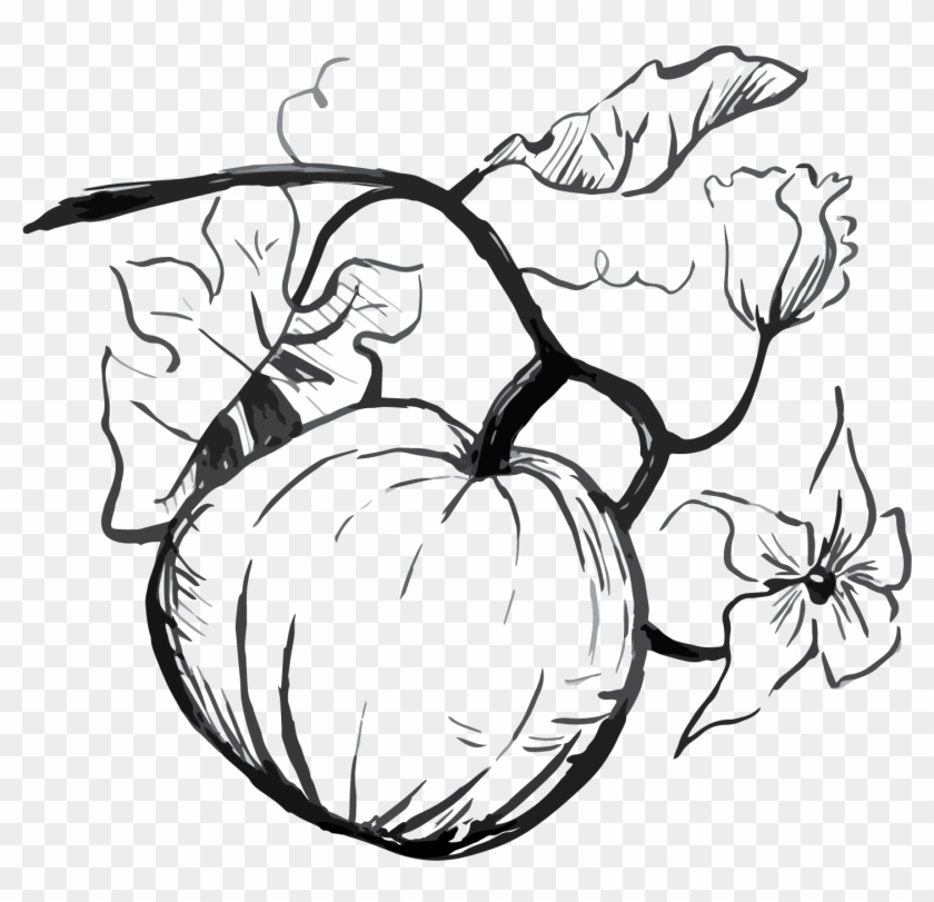 Pumpkin Seed Drawing At Getdrawings Free For Personal - Drawing #1674786