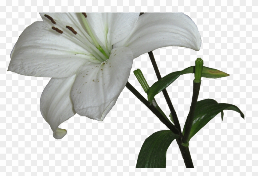 White Lily Flowers Png Transpa Gardening Flower And - White Lily Transparent  Background - Free Transparent PNG Clipart Images Download
