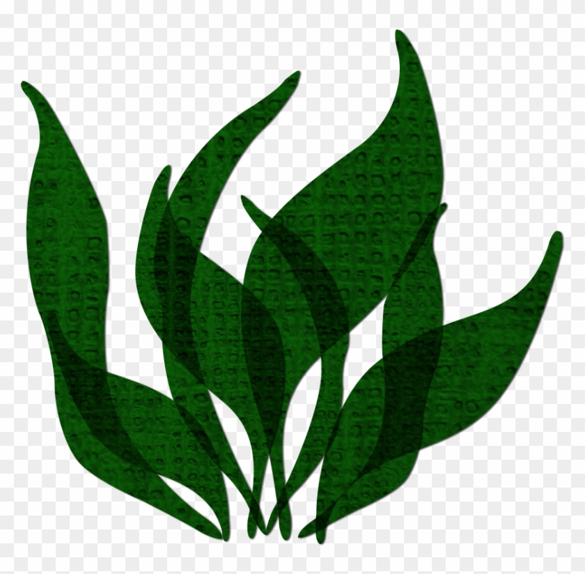 Seaweed Image By Falk826 On Photobucket - Seaweed Png #1675446