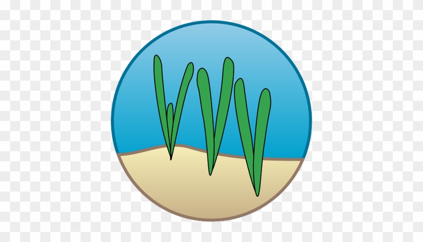 Sea Grass Clipart Kelp - Seagrass Symbol #1675454