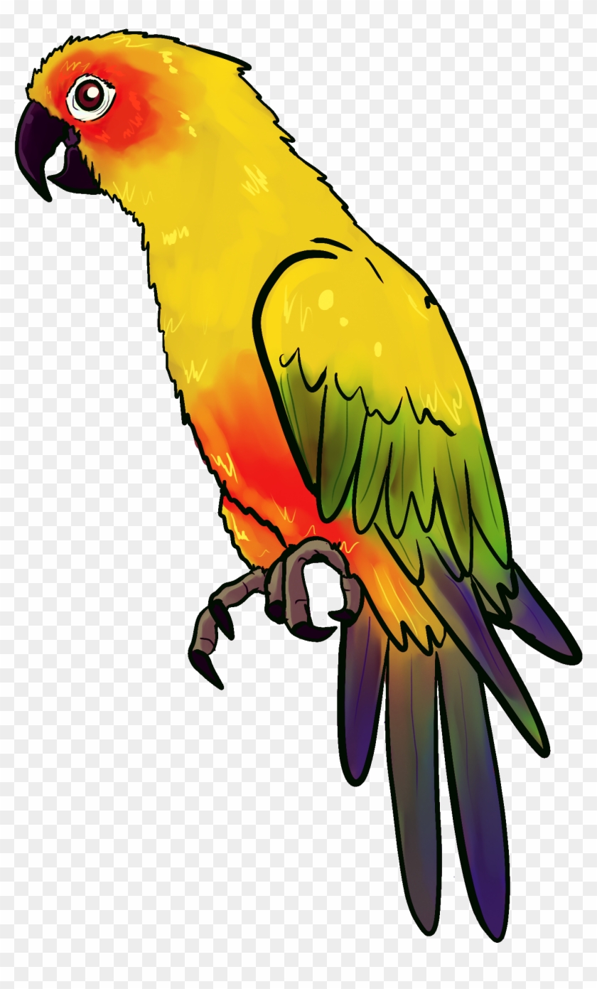 Drawn Parakeet Pirate Parrot - Yellow Parrot Drawing #1675574