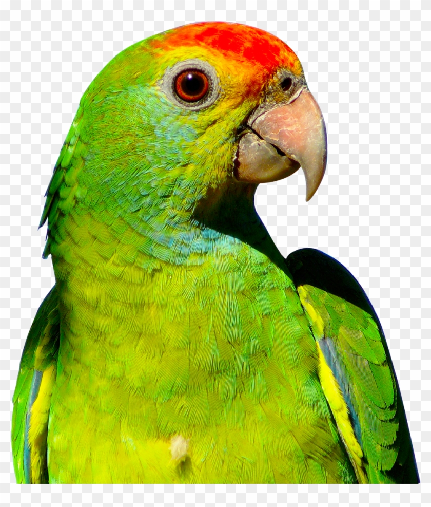 Parrot Clip Art Transparent Background - Parrot Png #1675579