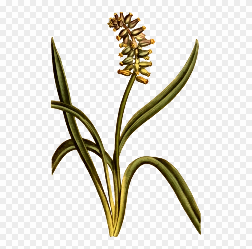 Musk Grape Hyacinth Cut Flowers Plant Stem - Musk Grape Hyacinth Cut Flowers Plant Stem #1676009