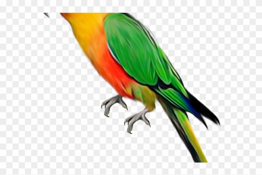 Macaw Clipart Perrot - Transparent Background Parrot Png #1676010